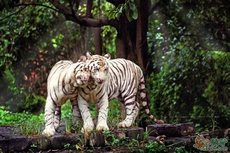 廣州番禺長隆野生動物世界全新羊園、廣州嶺南印象園、花城廣場歡樂二天